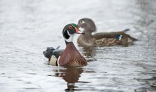couple of Wood Ducks / ***