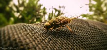 Tabanus bovinus Linnaeus - Horsefly bullish / ***