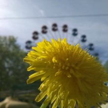 Flowers / ***