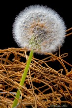 Do not let yourself wither .. / ***