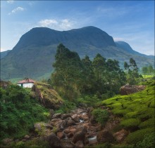 Eravikulam National park / India, 2013