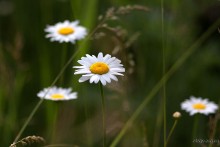 Just daisies / ***