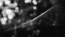 Like a Butterfly / just a web