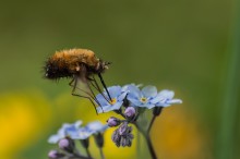 Buzzed großen / -------
