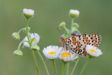 Bouquet of daisies / ---