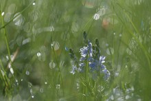 Washed by rain / ---