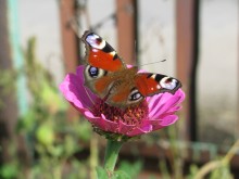 Butterfly / ***