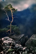 In the mirror of space / ***