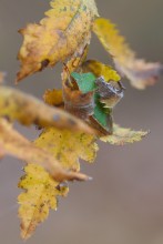 Embrace autumn / ---