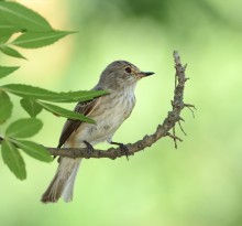 Spotted Flycatcher. / ***