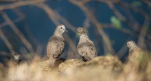 ...@>: / Common Ground-dove (Columbina passerina)