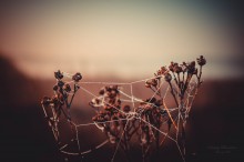 Morning Web / Morning Web