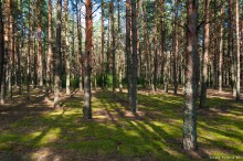 Brjansk Wald / ***