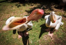 Jerusalem / Zoo