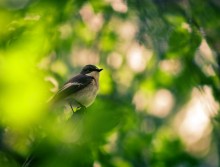 pied flycatcher / ....
