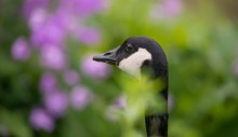 goose's dream / goose's dream