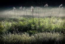 Foggy morning .. 3. / ************************