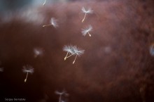 Parachutists / ***