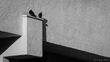 Pigeons / ***