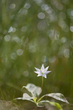 Magic Flower / ***