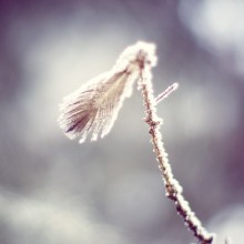 Winter / ***