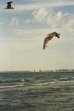 Grace gulls / ***
