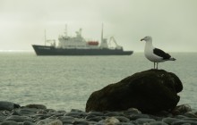 Möwe / ***