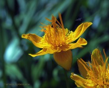 Orange / ***