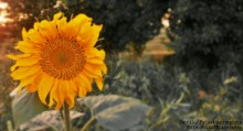 Sunflower among trees / ***