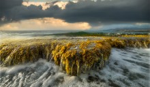 sea grass plate... / sea grass plate...