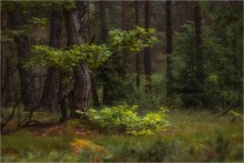 Forest / ***