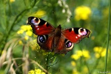 Butterfly / ***