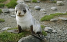 Seal / ***