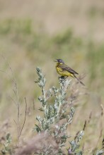 Yellow Wagtail / ***