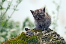 Heinzelmännchen / ***