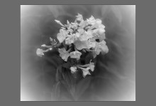 White phlox / ***