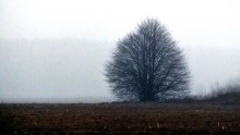 Nebel / ***
