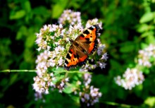 Butterfly / ***