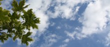 MAPLE AND CLOUDS / ***