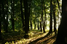 Evening in the park / ...