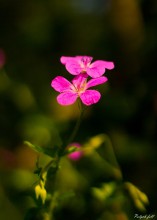 Wilde Pelargonie / ****