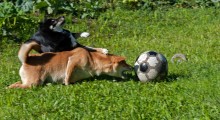 Tackle / ***