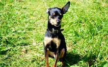 Hund / ***