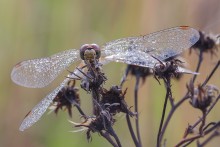 Wings to dry / ---