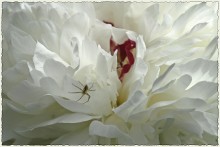White *** / ***