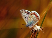 Schmetterling / ***