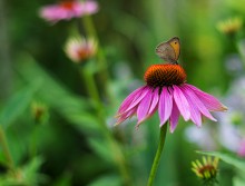 Moth / ***