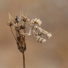Auf Patrouille / ***