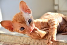 Tiger / ***
