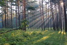 Morning rays / ***